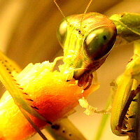 chewing mouthparts