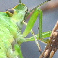 piercing sucking mouthparts