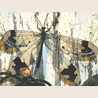 adult antlion