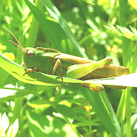 grasshopper