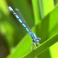 damselfly