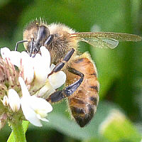 honey bee