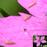 thrips