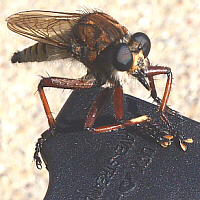 robber fly