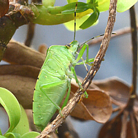 green stink bug