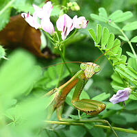 Chinese mantis
