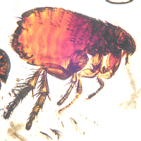 cat flea