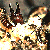 earwigs