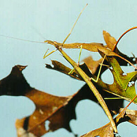 walkingstick