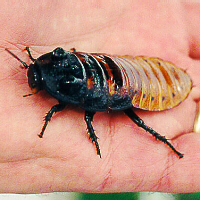 hissing roach