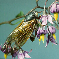 periodical cicada