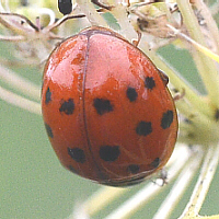 ladybug