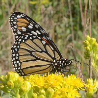 Monarch
