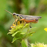 tegmina