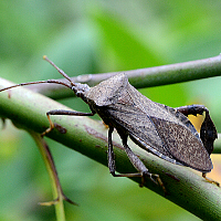 hemelytra