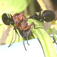 pictured wings