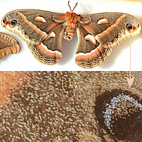 scaly wings