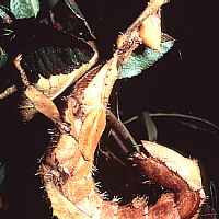 brachypterous