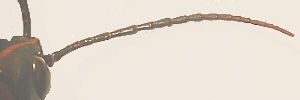 lubber male antenna