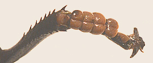 lubber male tarsal pads