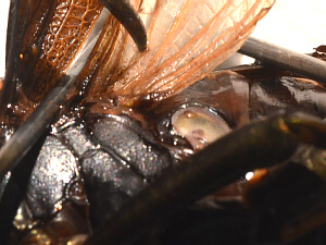 lubber male wings and tympanum