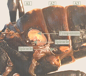 lubber male tympanum and spiracles