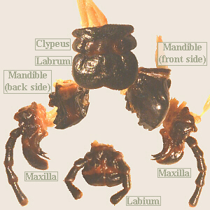 lubber male mouthparts