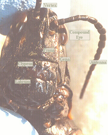 lubber female face