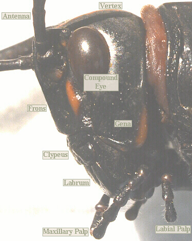 lubber male head