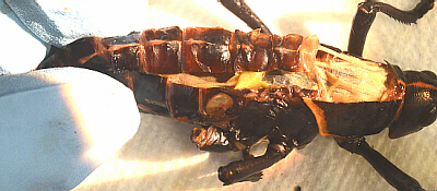 lubber male, first dorsal cuts