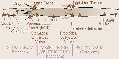 digestive system