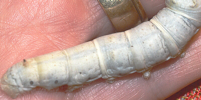 silkworm heart