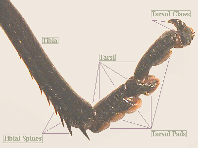 lubber male tarsi