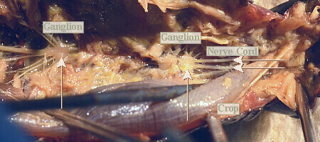 lubber male thoracic ganglia