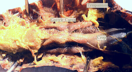 lubber male gastric caeca