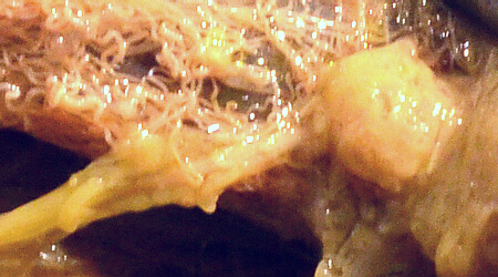 lubber male right testis close-up