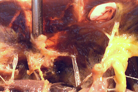 lubber male tympanum and trachea