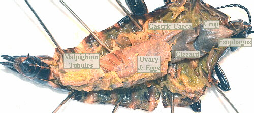 lubber female digestive tract, etc.