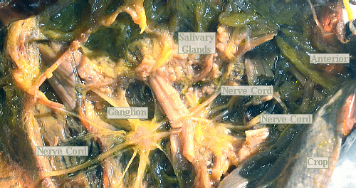 lubber female thoracic ganglia & salivary glands