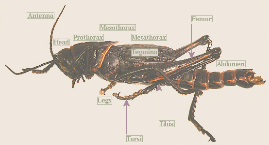 lubber male, side view
