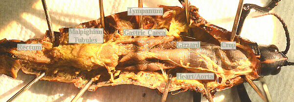 lubber male digestive tract, etc.