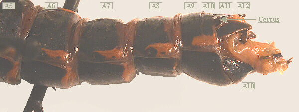 lubber male posterior end