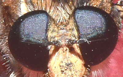 robber fly eye