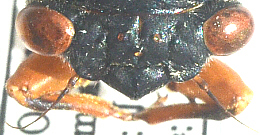 cicada ocelli