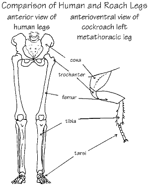 roach legs