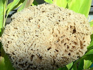 Commercial Sponge - Spongia officinalis