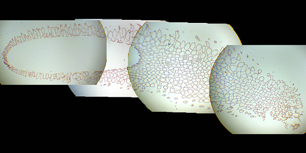 Grantia sp.