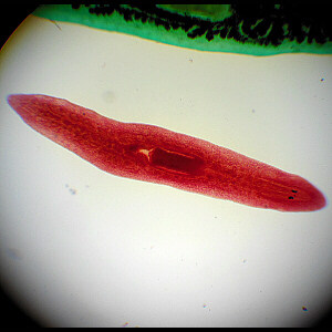 Planarian