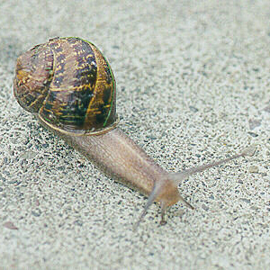 snail