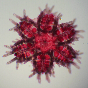 young starfish